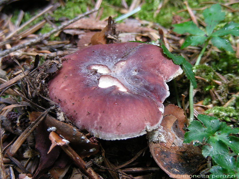 Russula sp.